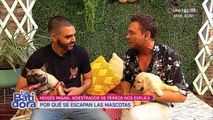 Claves para evitar que tu perrito se escape cuando abres la puerta 
