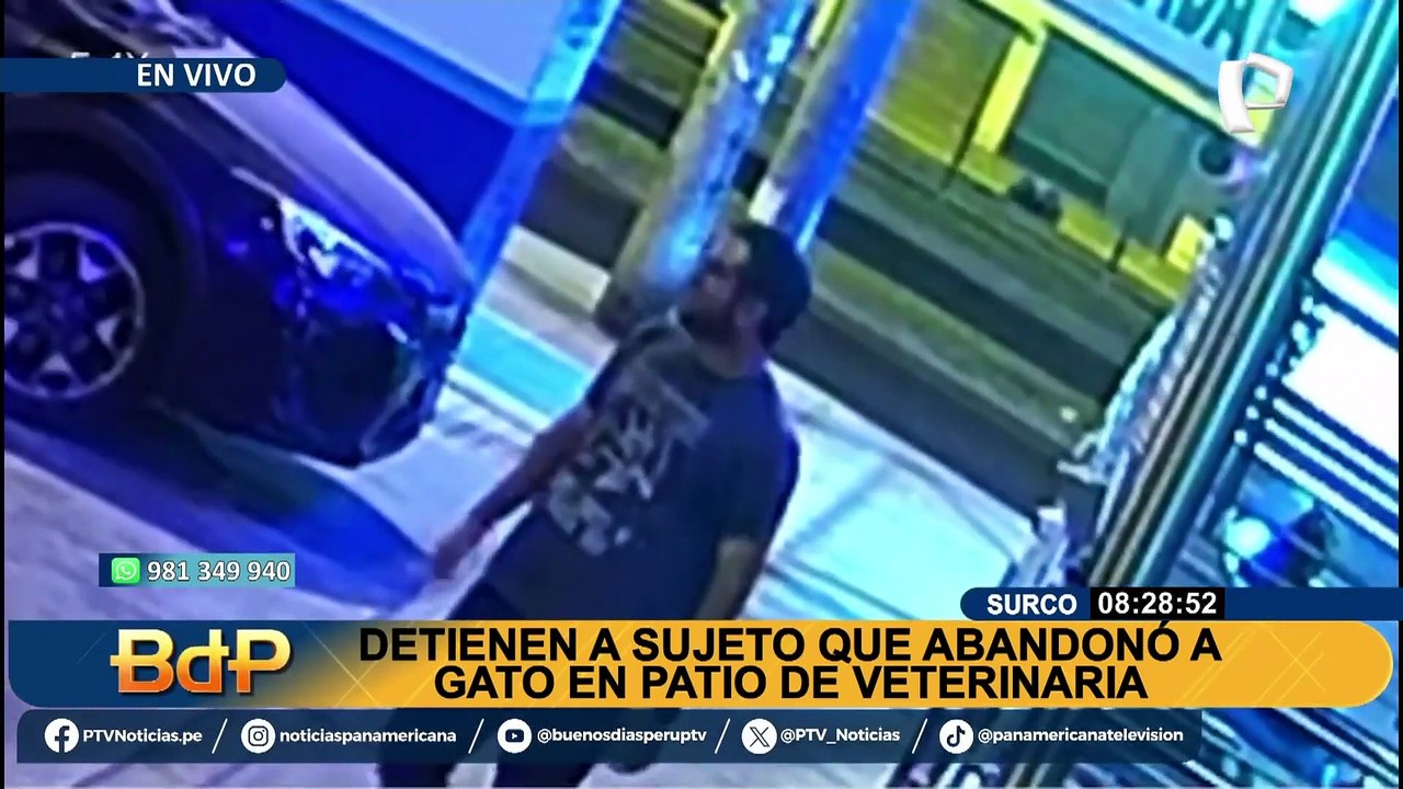 Conozca a 'Oliver Sonne', el gatito que fue "abandonado como basura" en veterinaria de Surco