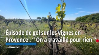 Épisode de gel sur les vignes en Provence : “ On a travaillé pour rien “