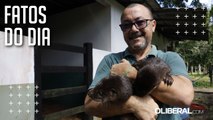 Lontras filhotes são resgatadas de tráfico animal e recebem cuidados em projeto da Ufra
