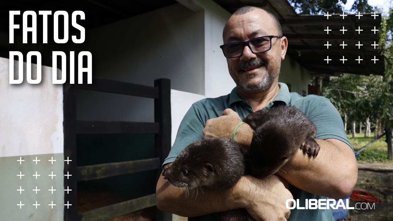 Lontras filhotes são resgatadas de tráfico animal e recebem cuidados em projeto da Ufra