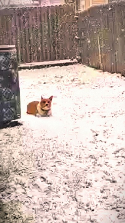 cute dogs baby