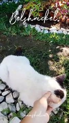 Meet Belshnickel, the Adorable Grandpa Cat 🐱 | Subscribe & Support My Channel!