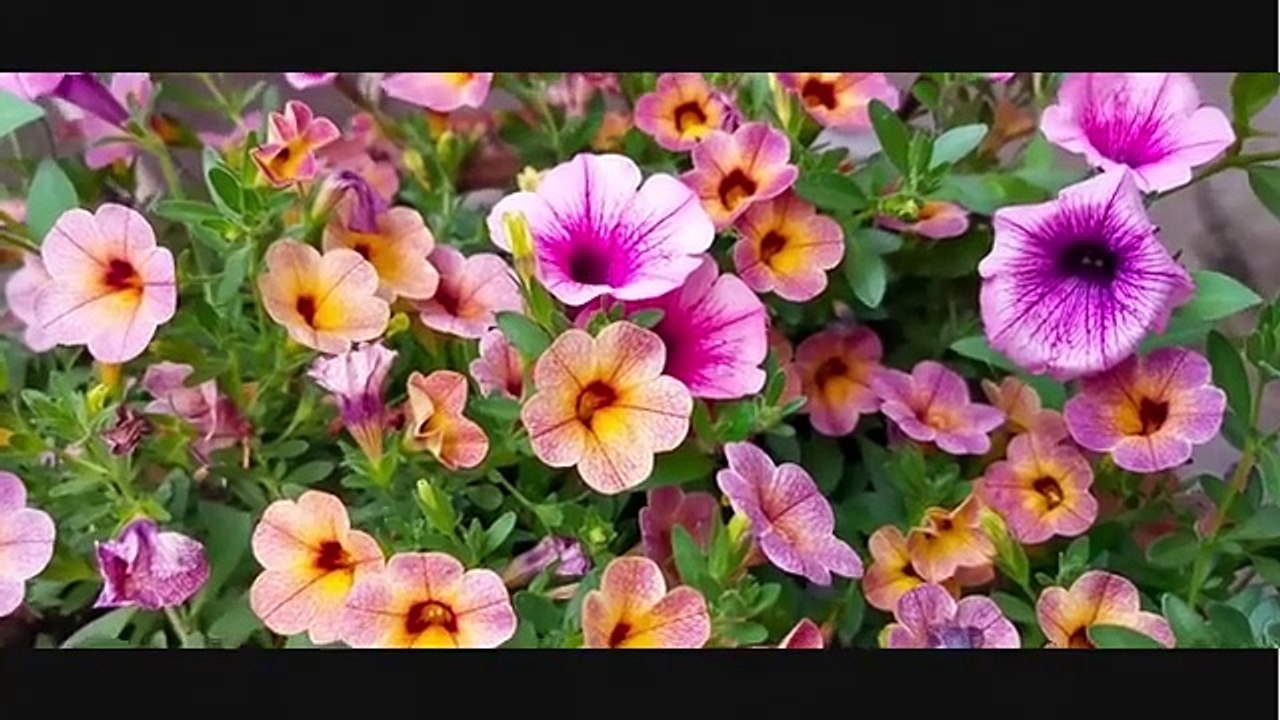 Sholawat Merdu Yasir Lana - Musik, Lagu, Remix