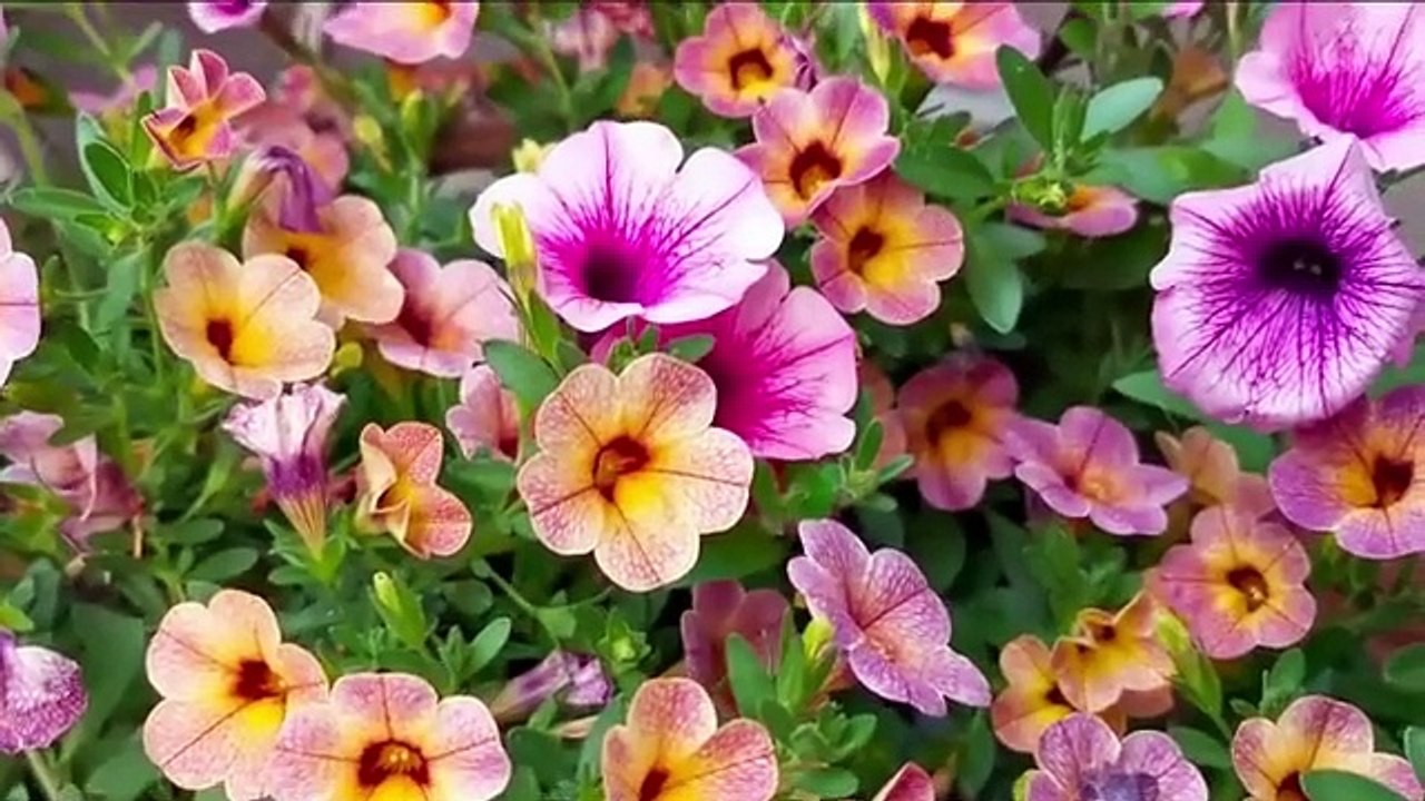 Sholawat Merdu Isyfa Lana - Musik I Lagu