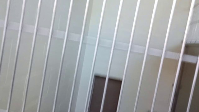 Fan Boy 2y A723951 separate & fed Bella 8y A831094 kennel 221 harrys haven PACC shelter VID_20240417_162246424