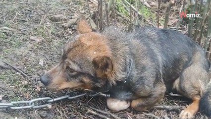 Uwiązana do drzewa, pozbawiona skrawka schronienia sunia, trzęsła się z zimna czekając na ratunek