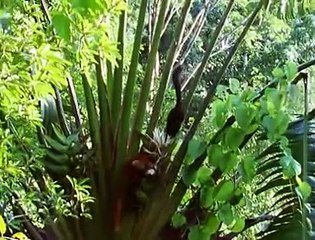 The Private Life of Plants 🌸 - Episode 3: The Magic of Flowering