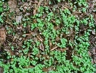 The Private Life of Plants 🌱 - Episode 4: The Social Struggle