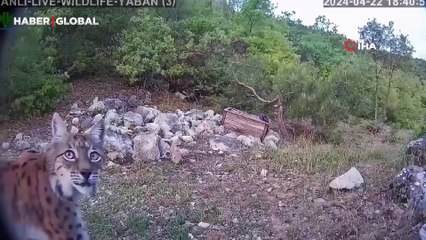 Tokat'ta şaşırtan anlar: Gecenin hayaleti gündüz görüntülendi!