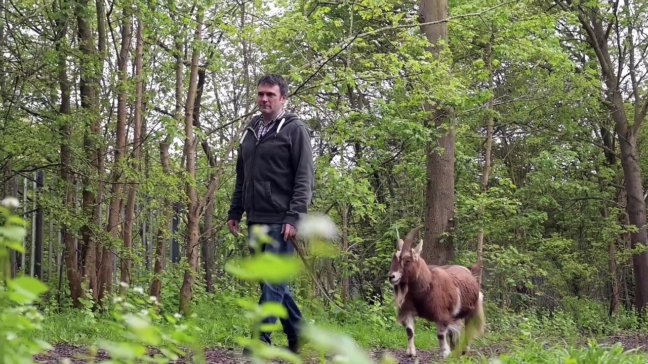 I walk my pet goat...people think he's a dog wi...