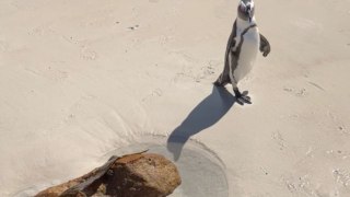 Toddler's laughter echoes as the penguin plays hide and seek with him