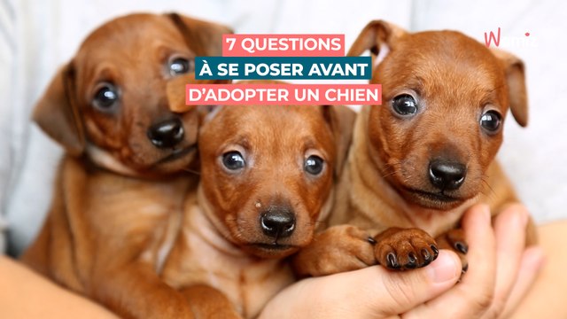 7 questions à se poser avant d'adopter un chien