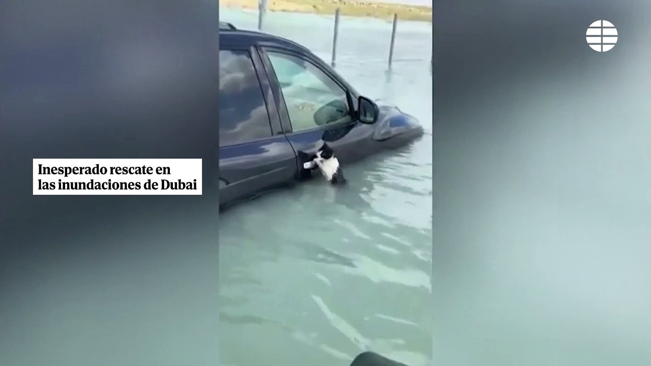 Sorprendente rescate de un gato amarrado a un coche durante las inundaciones en Dubai