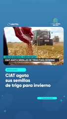CIAT agota sus semillas de trigo para invierno