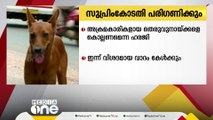 അക്രമകാരികളായ തെരുവുനായ്ക്കളെ കൊലപ്പെടുത്തണമെന്ന ഹരജികൾ സുപ്രിംകോടതിയിൽ