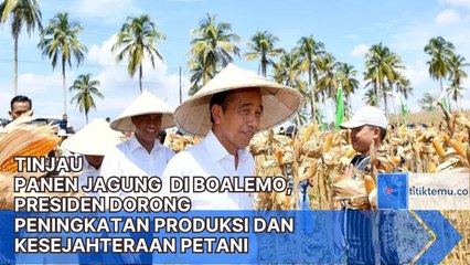 Tinjau Panen Jagung di Boalemo, Presiden Dorong Peningkatan Produksi dan Kesejahteraan Petani