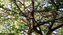 Birds on the tree!
