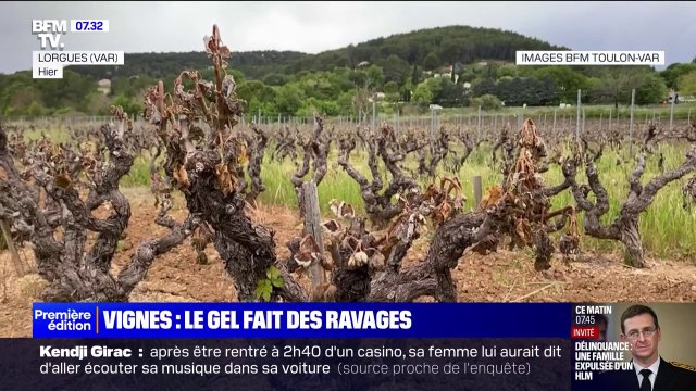 On a perdu deux ans de travail : le gel provoque d'importants dégâts dans les vignes