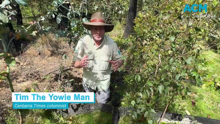 Canberra Times columnist Tim The Yowie Man searches for the remains of a WW2 fort near the Cathcart tank traps after bushfires hit the area in late 2020.