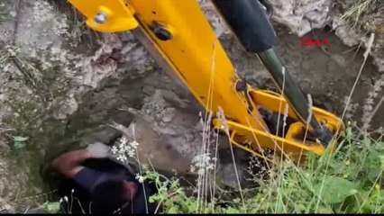 Kuyuya düşen dana 10 gün sonra bulundu