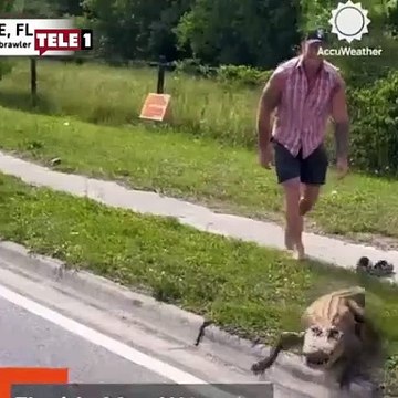 ABD'li kafes dövüşçüsü 2 buçuk metrelik timsahı çıplak elle avladı