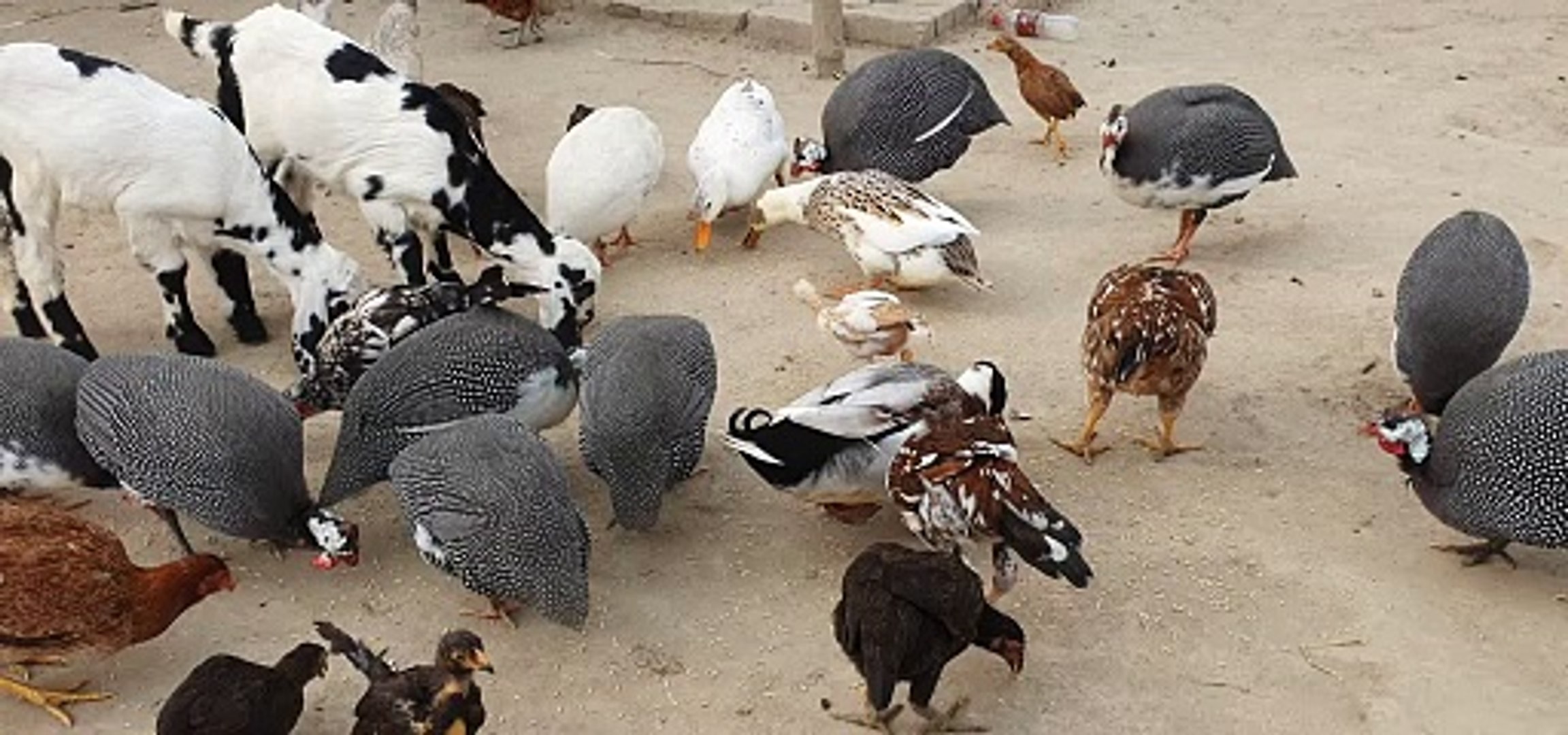 ⁣All Chickens and Goats