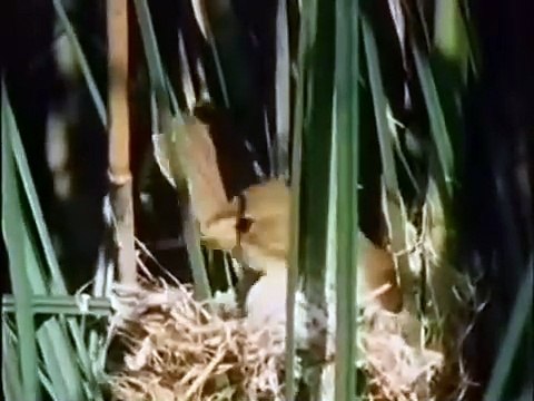 Pusteblume 05 Ein Dach über dem Kopf Peter schaut beim Hausbau zu