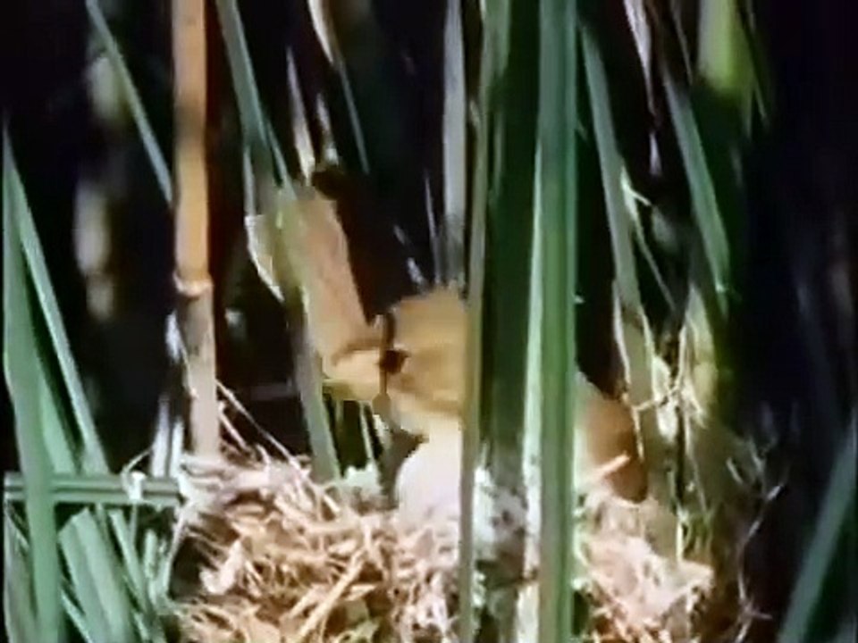 Pusteblume   05   Ein Dach über dem Kopf Peter schaut beim Hausbau zu