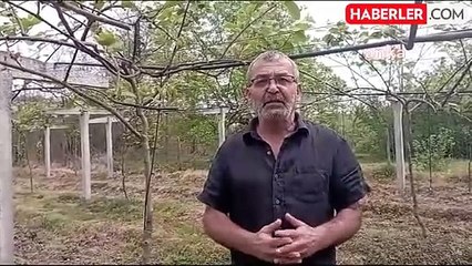 Kahverengi Kokarca Zararlısı Üreticilere Ciddi Zarar Veriyor