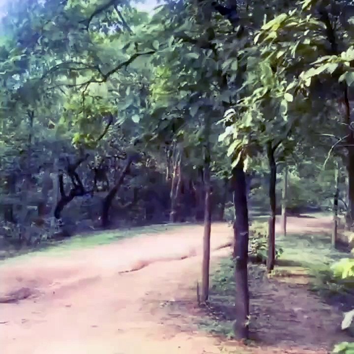 Going into the woods! 