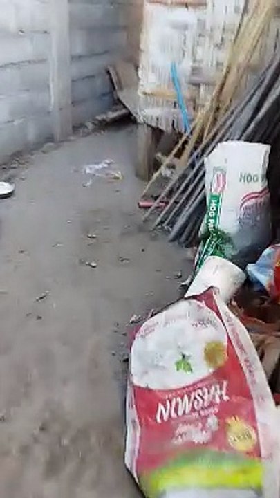 Playing with mu puppies
