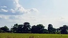 Farm Animals