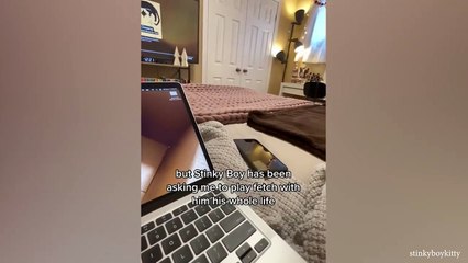 Funny Cat Videos of 2024  YOU LAUGH YOU LOSE