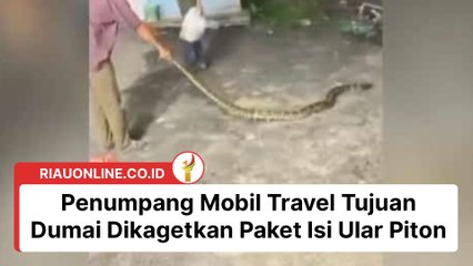 Penumpang Mobil Travel Tujuan Dumai Dikagetkan Paket Isi Ular Piton