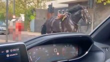 ビデオ：ロンドン中心部の街を走る血まみれの馬