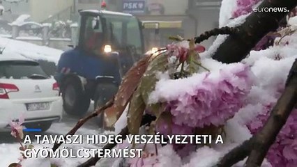 Veszélyezteti a gyömölcstermést a tavaszi hideg több európai országban