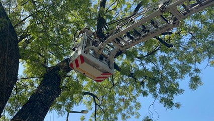 WATCH: दिल्ली में तमिलनाडु के किसानों का खोपड़ियों और हड्डियों के साथ प्रदर्शन, पेड़ पर चढ़ी महिला