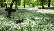 Beyaz çiçekleri ortamı süsledi: Slovakya'da bahar erken geldi