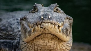 Albtraum beim Tauchen: Fossilientaucher wird von Alligator 15 Meter in die Tiefe gezogen