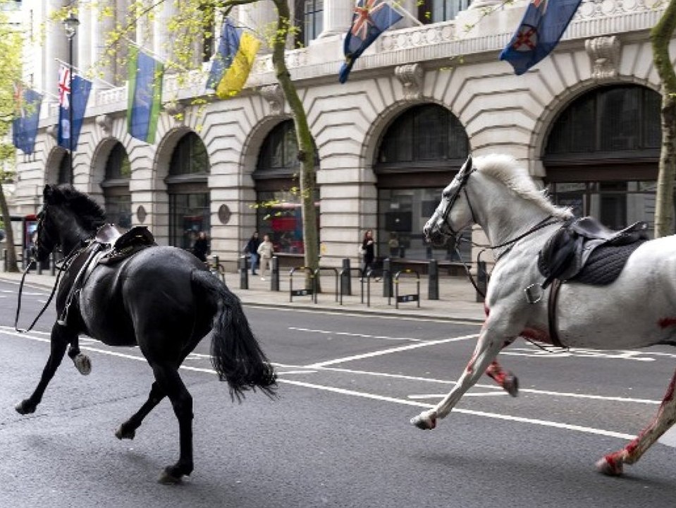 Entlaufene pferde galoppieren wild durch london