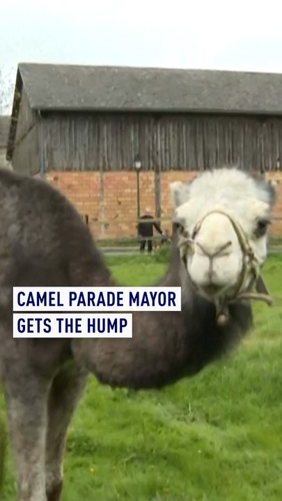 Camel parade mayor gets the hump