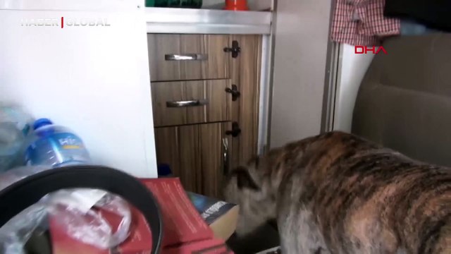 Köpek karavanda mahsur bırakıldı iddiası sosyal medyayı salladı! Sahibinden açıklama geldi