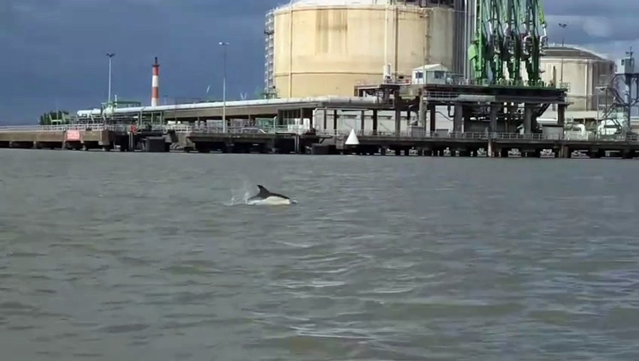 Dauphins 2