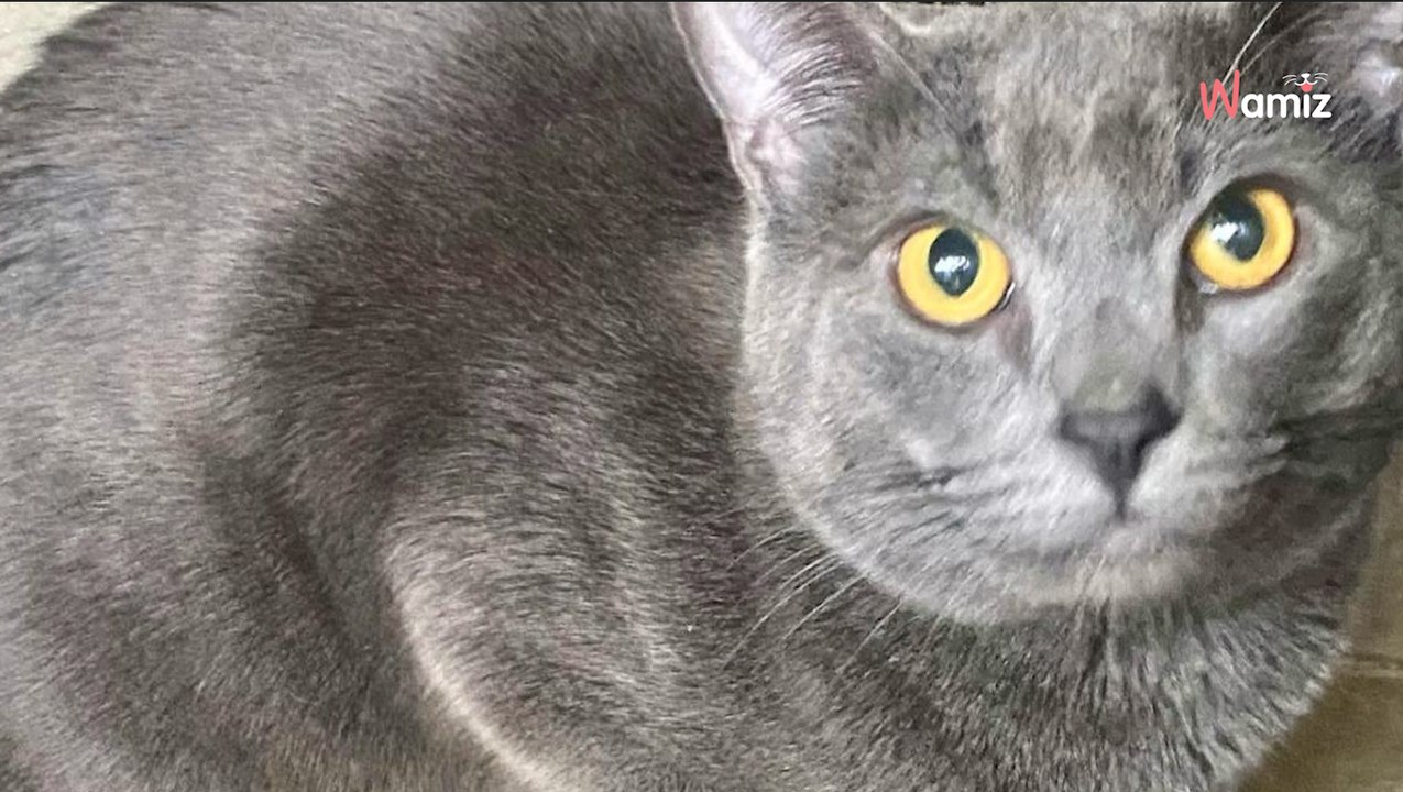 Sie findet eine verlassene Katze in einem Käfig: Die beiden hastig geschriebenen Wörter lassen sie erschaudern