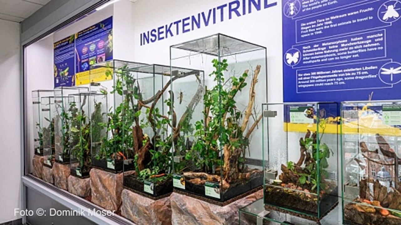 Kleine Giganten im Rampenlicht! Neueröffnung Insektenvitrine im Haus des Meeres