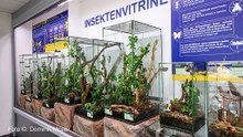 Kleine Giganten im Rampenlicht! Neueröffnung Insektenvitrine im Haus des Meeres