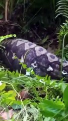 Anakonda köylülerden birini yedikten sonra böyle görüntülendi