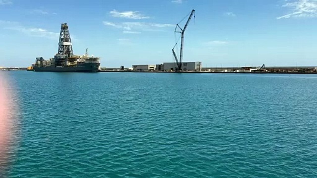 Delfines en el muelle de Las Palmas de Gran Canaria