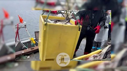 Del Frío del Norte al calor del Caribe: El recorrido del bacalao noruego